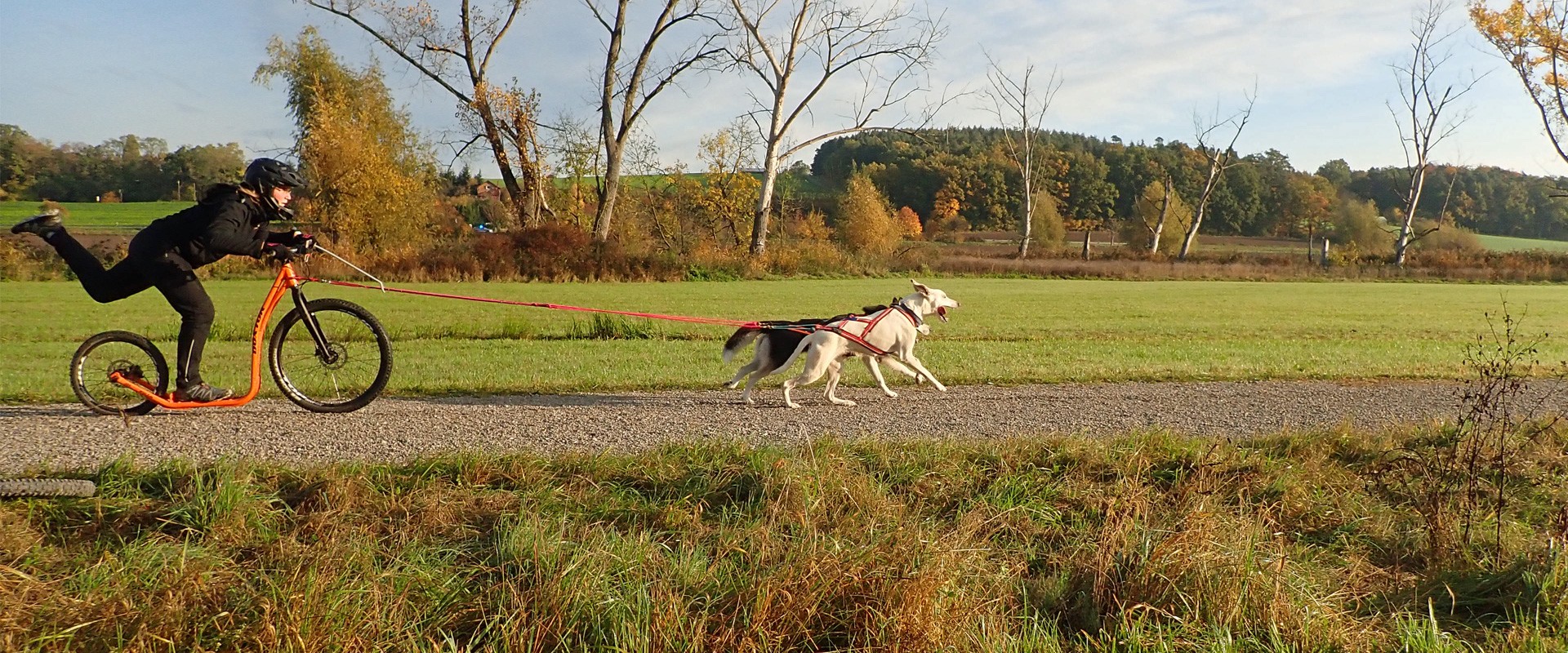 Welches Zuggeschirr ist am besten für meinen Hund? DOGSPORTWORLD