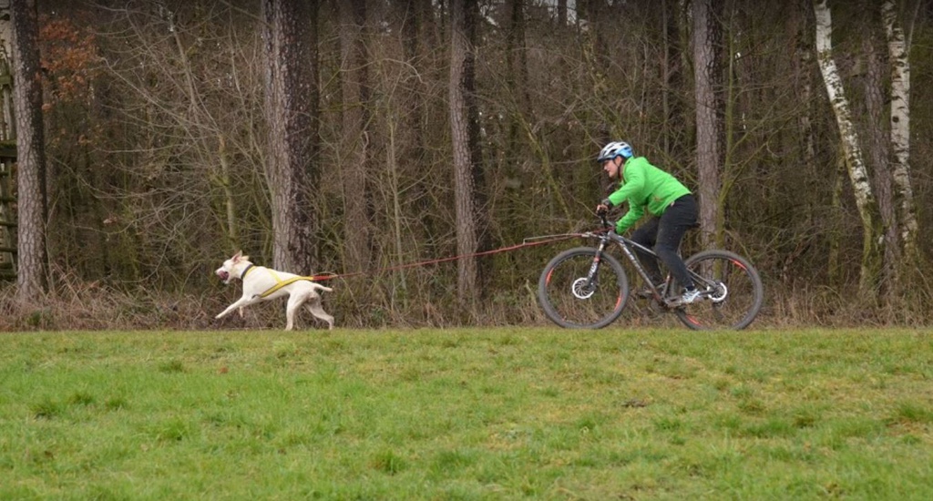 Bikejöring