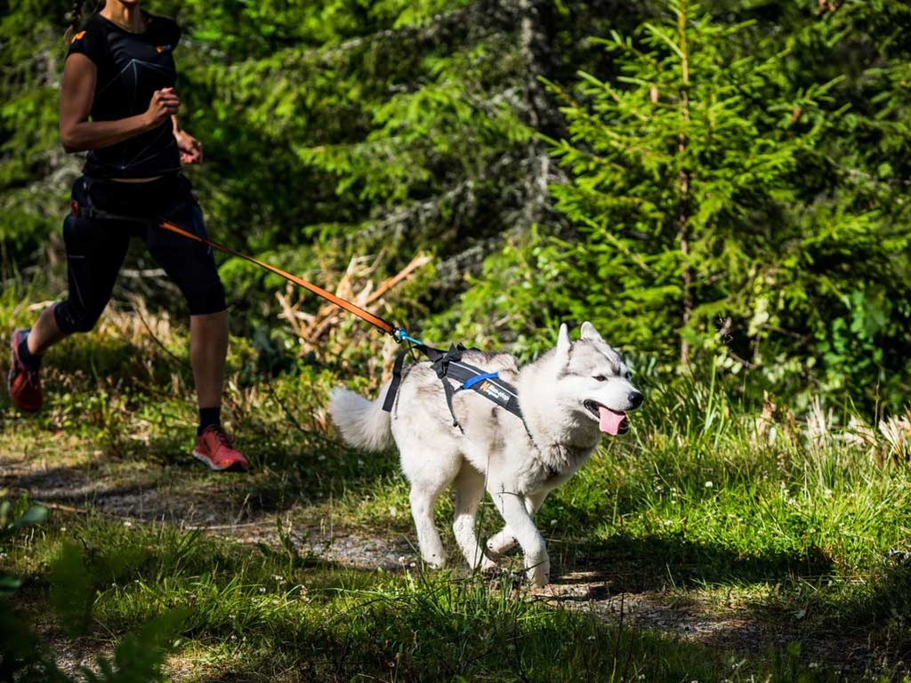 Non-Stop dogwear Zuggeschirr Freemotion Harness, in Action