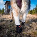 Non-stop dogwear Pfotenschuh, fest Bootie Hund