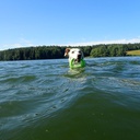 ROGZ Pop-Upz, Schwimmspielzeug Hund