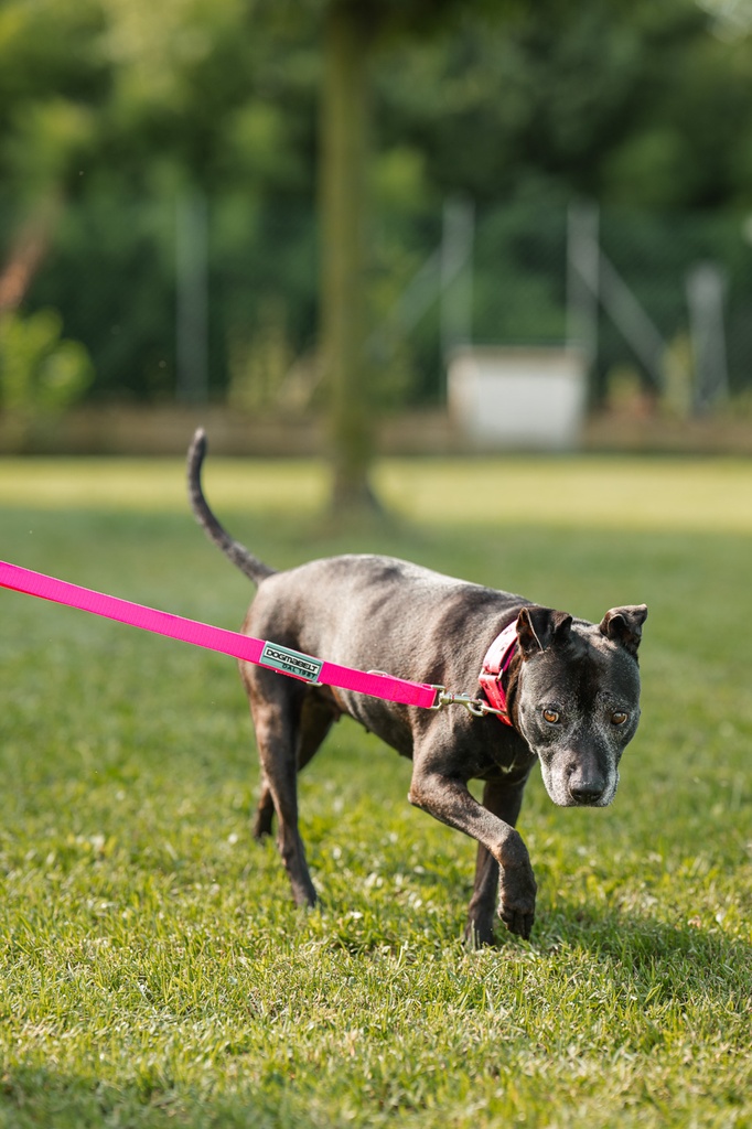 Dogmabelt Trainingsleine