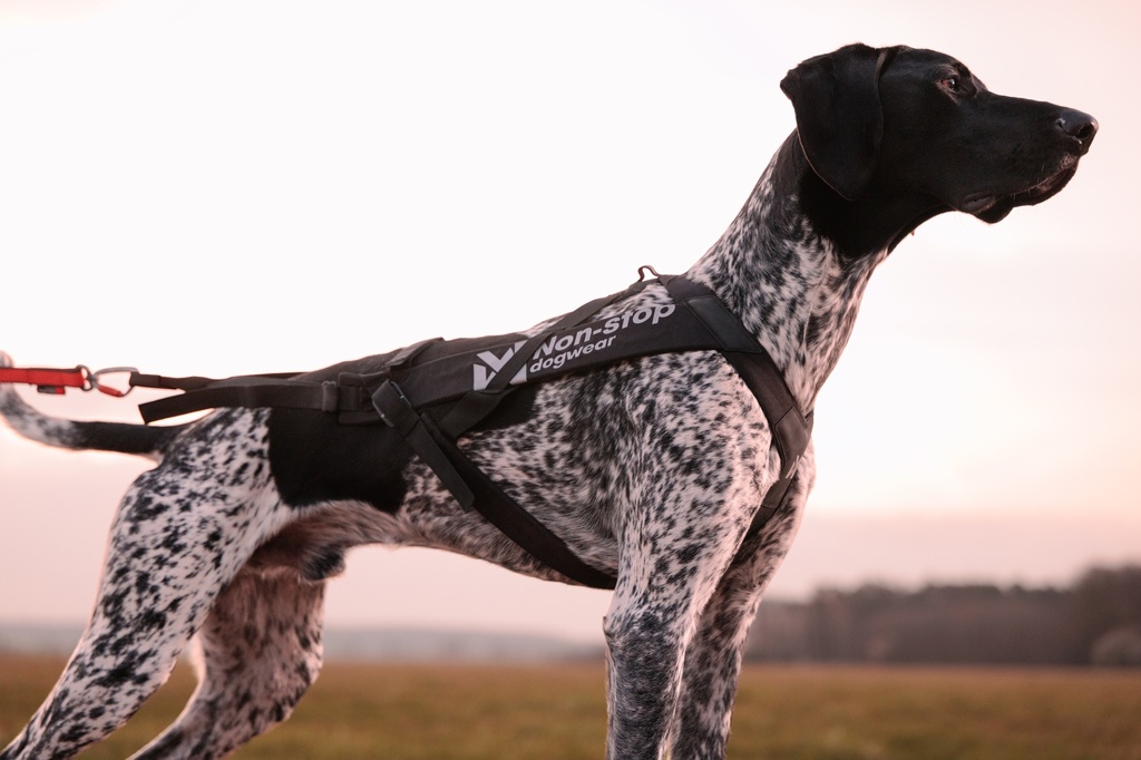 Non-stop dogwear Zuggeschirr Freemotion Harness Pro